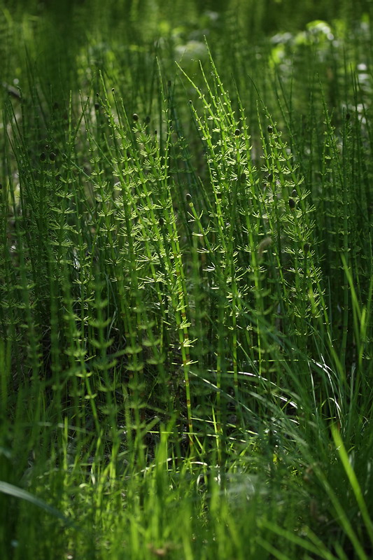 Изображение особи Equisetum fluviatile.