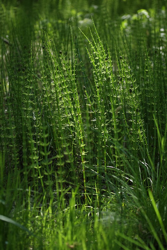 Image of Equisetum fluviatile specimen.