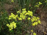 Helichrysum arenarium