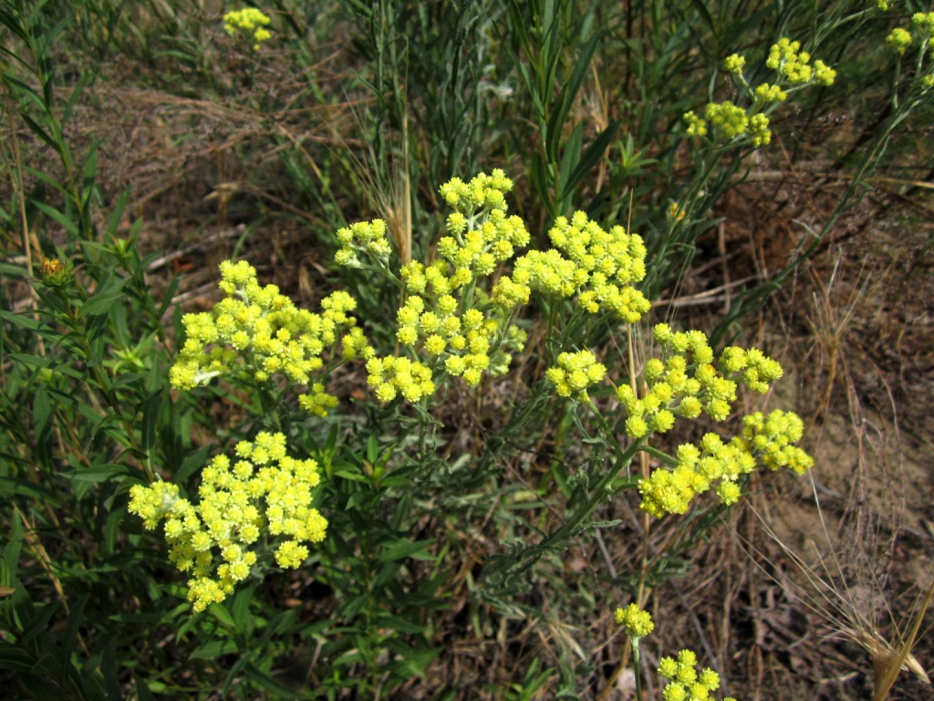 Image of Helichrysum arenarium specimen.