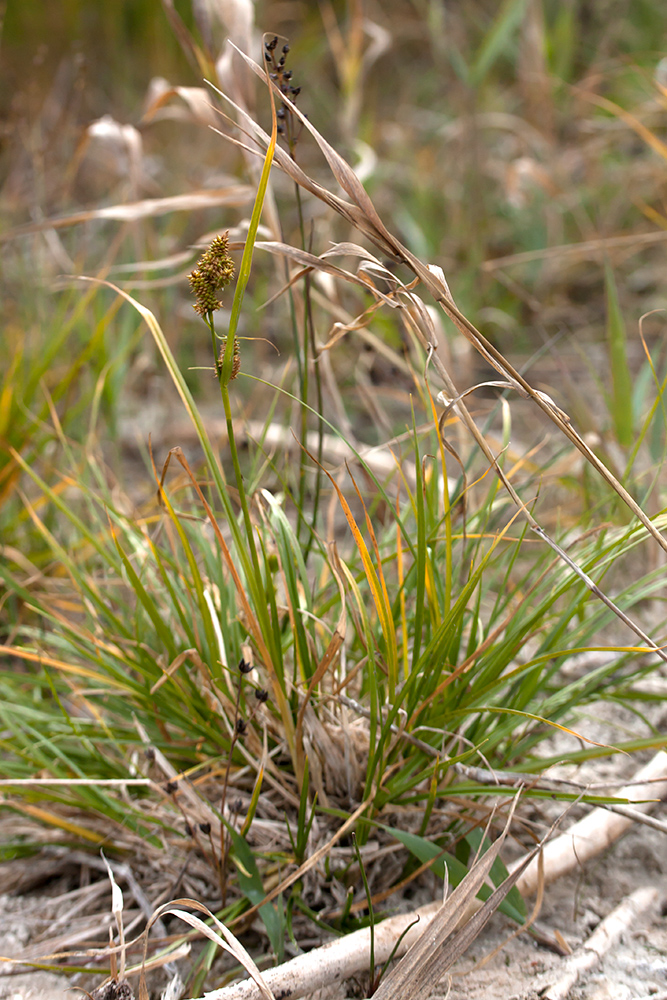 Изображение особи Carex serotina.