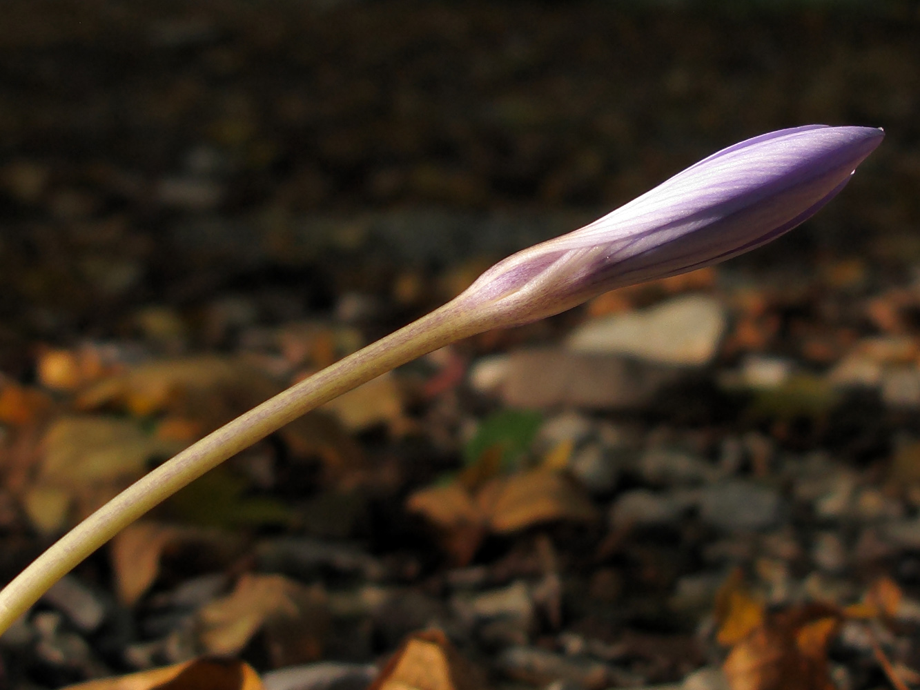 Изображение особи Crocus speciosus.