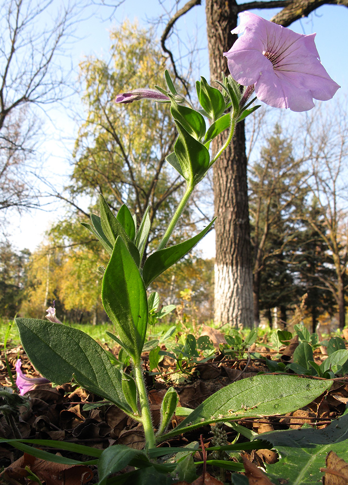 Изображение особи Petunia &times; atkinsiana.