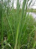 род Typha