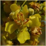 Verbascum lychnitis