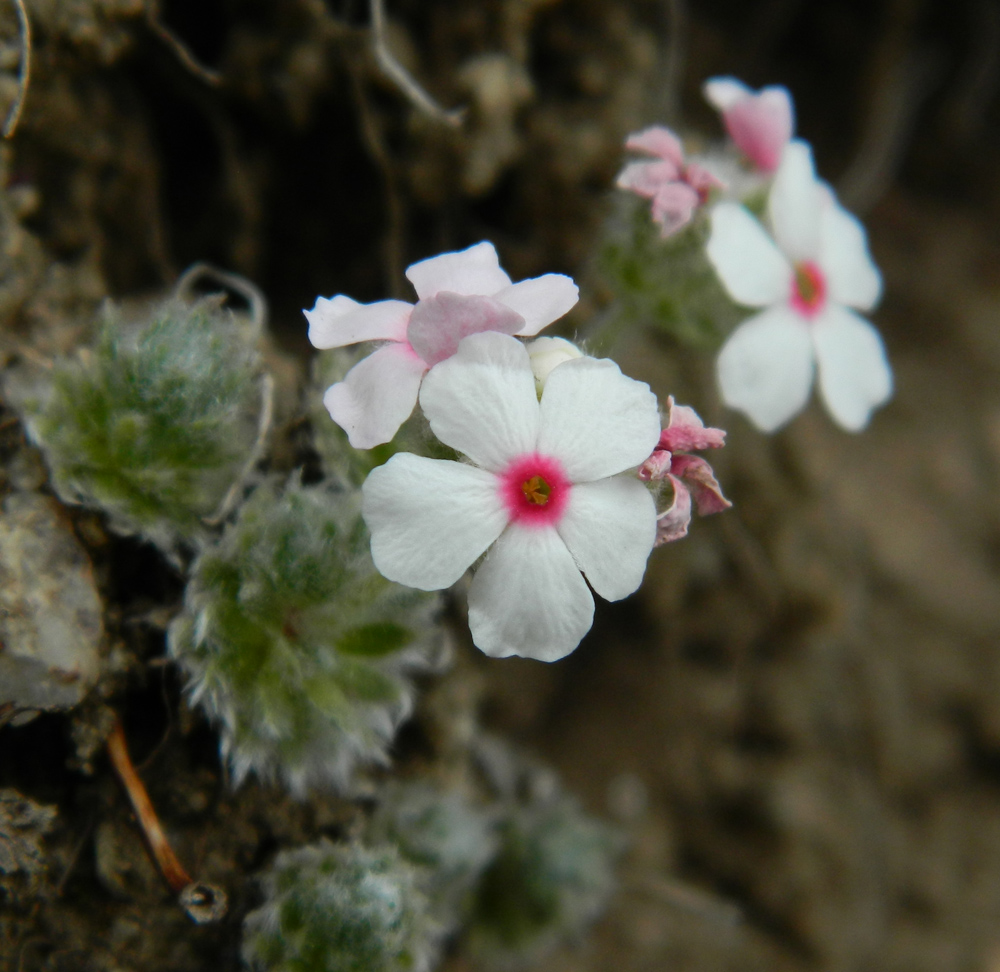 Image of Androsace barbulata specimen.