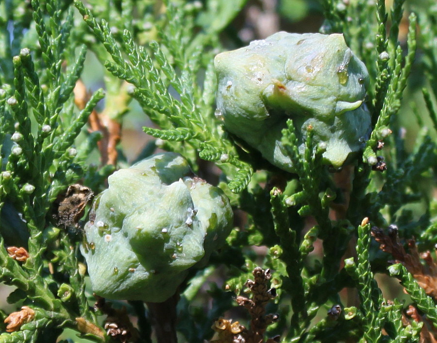 Изображение особи Platycladus orientalis.