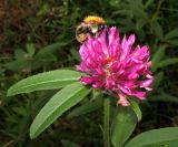 Trifolium alpestre