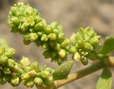 Image of Herniaria glabra specimen.