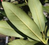 Rhododendron catawbiense. Листья (''Grandiflorum'); у листьев видны их нижние стороны. Германия, г. Дюссельдорф, Ботанический сад университета. 10.03.2014.