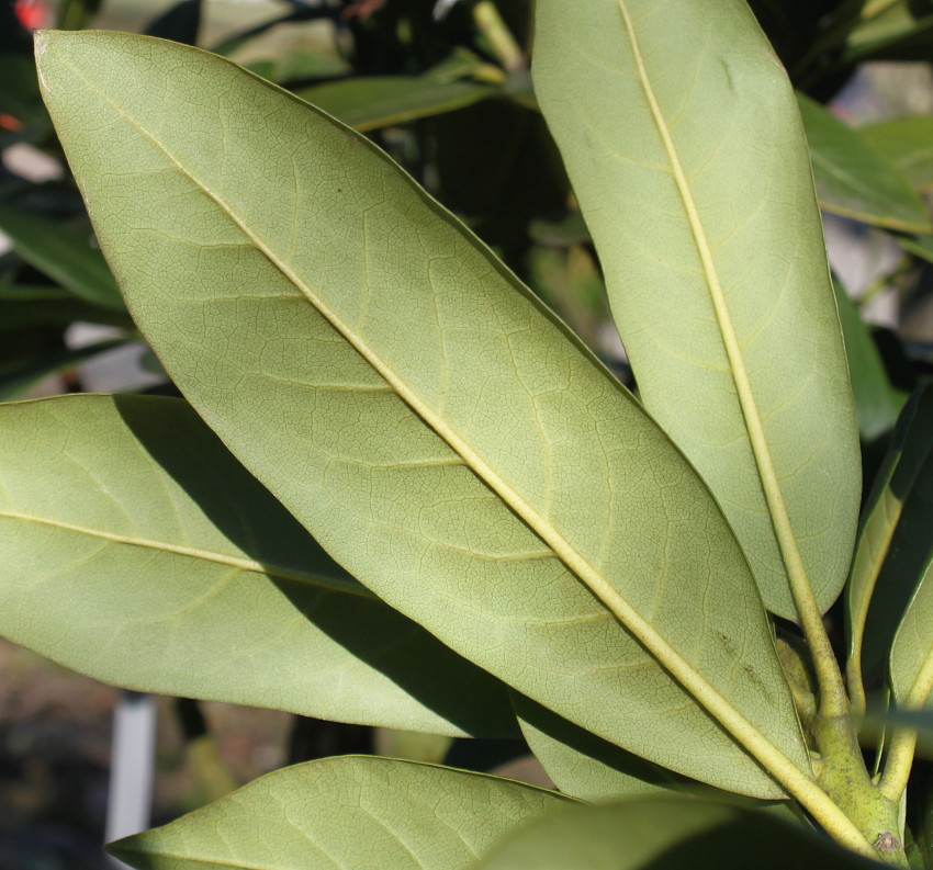 Image of Rhododendron catawbiense specimen.