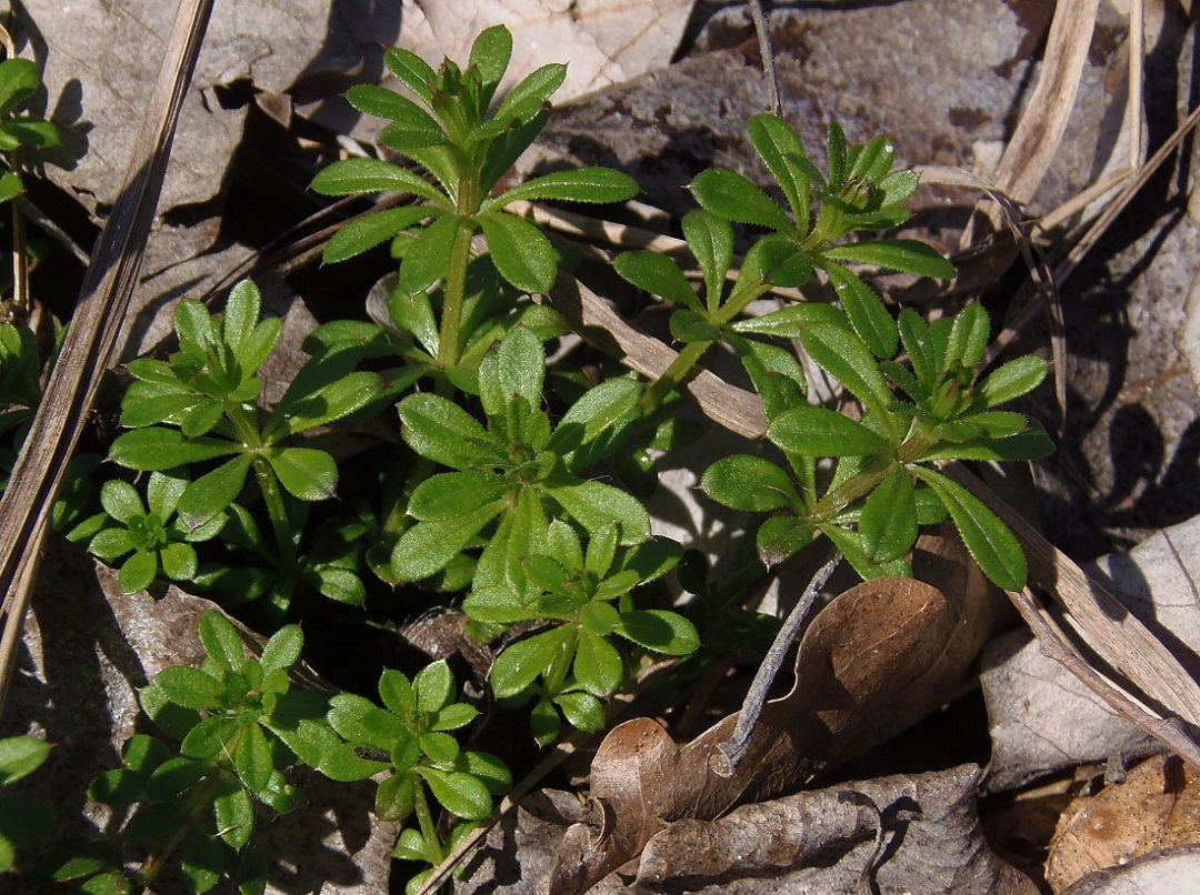 Image of Galium aparine specimen.