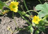 Image of taxon representative. Author is Тамара Риб