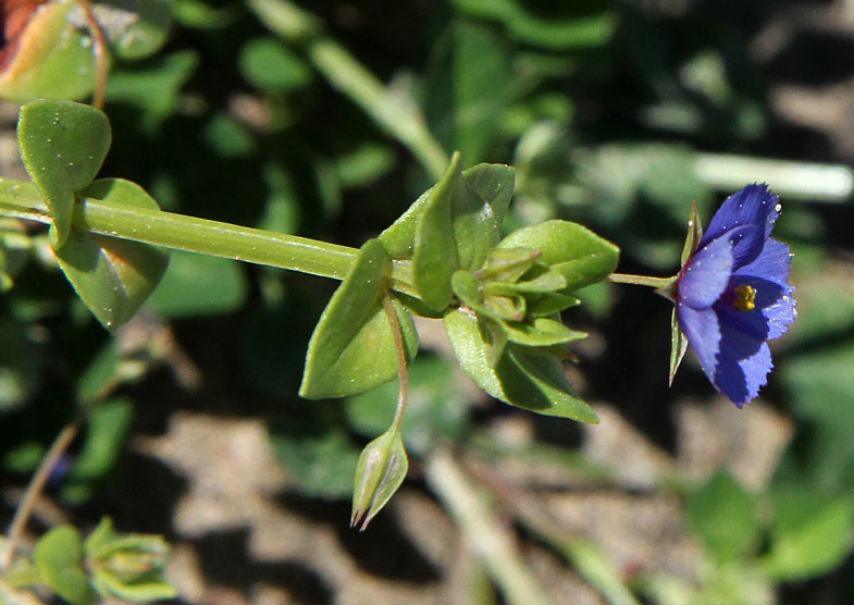 Image of Anagallis arvensis specimen.