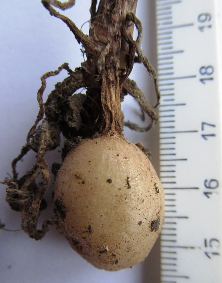 Image of Ophrys mammosa specimen.