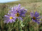 Aster bessarabicus