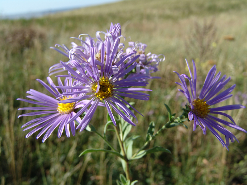 Изображение особи Aster bessarabicus.