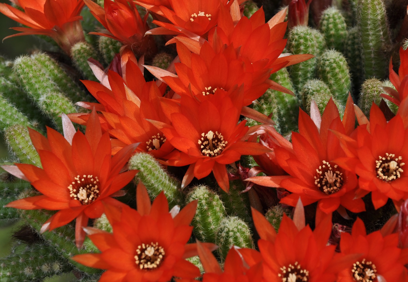 Image of Echinopsis chamaecereus specimen.