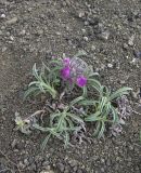 Stachys lavandulifolia. Цветущее растение. Азербайджан, Лерикский р-н, окр. пос. Госмальян. 03.05.2014.