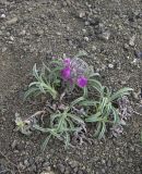 Stachys lavandulifolia