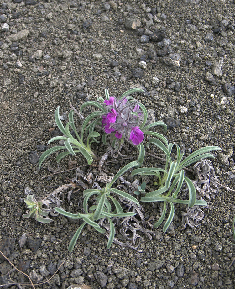 Image of Stachys lavandulifolia specimen.