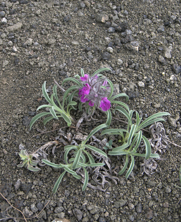 Image of Stachys lavandulifolia specimen.