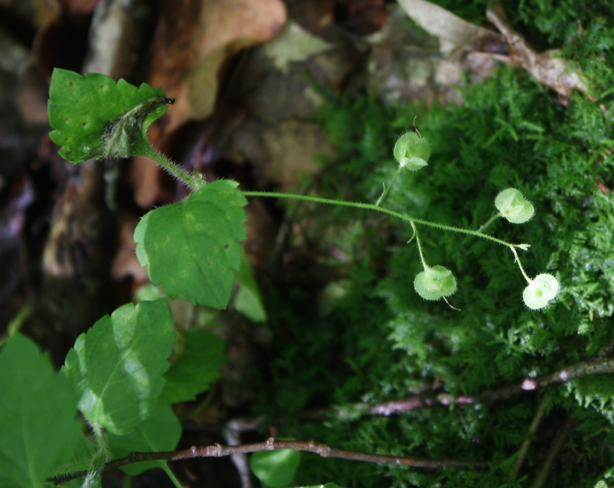 Image of Veronica montana specimen.