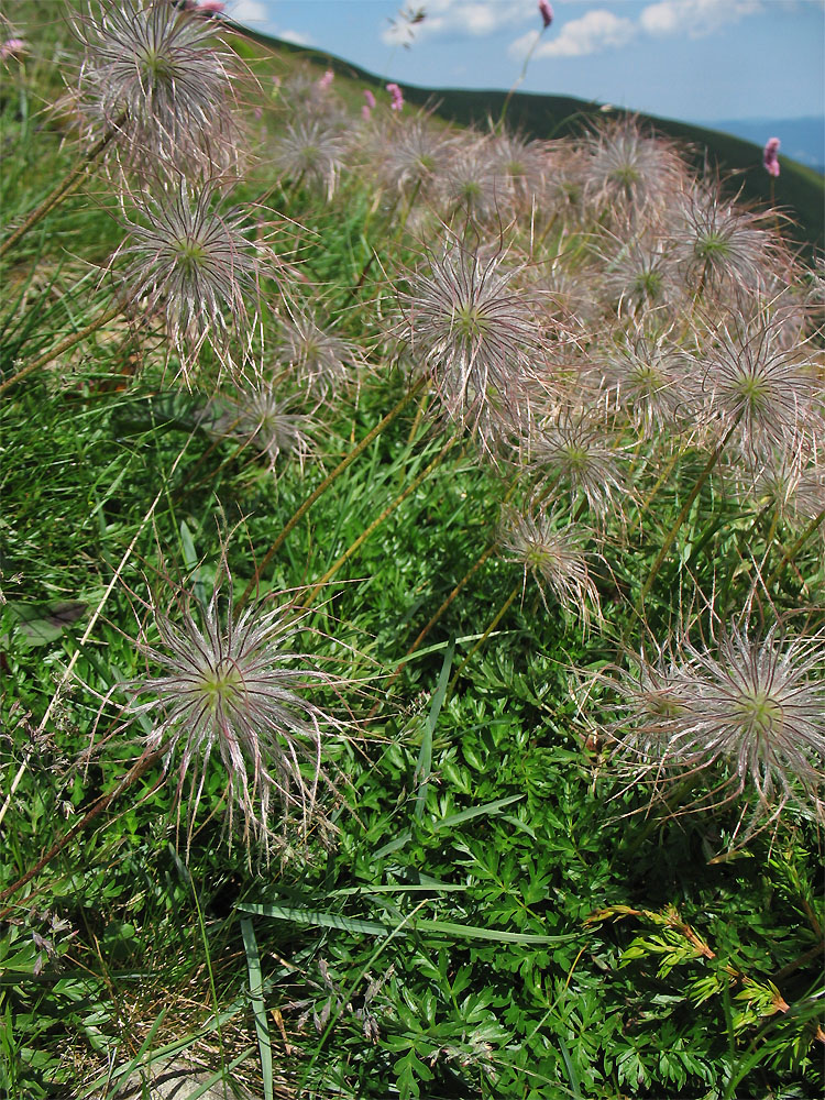 Изображение особи Pulsatilla scherfelii.