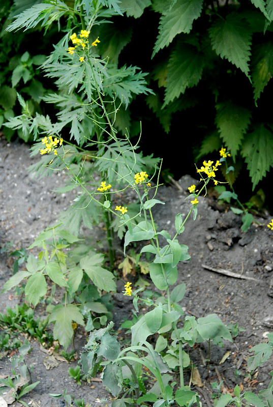 Image of Brassica campestris specimen.