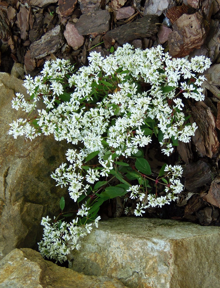 Изображение особи Euphorbia graminea.