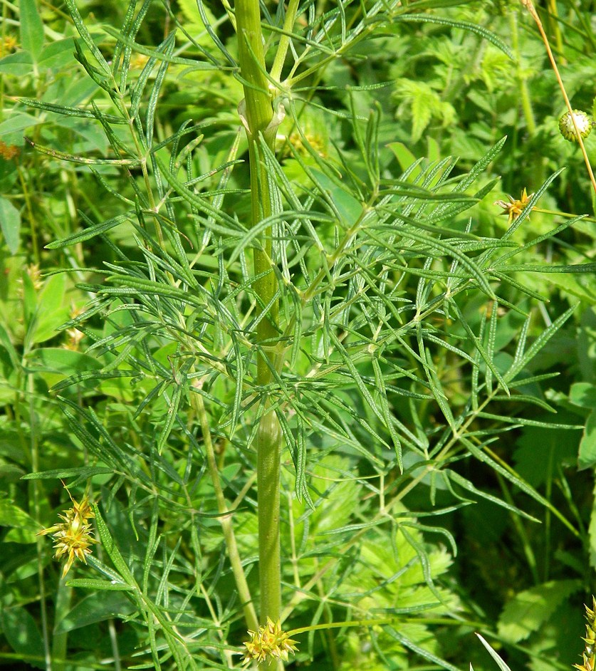 Изображение особи Thalictrum lucidum.