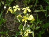 Raphanus raphanistrum