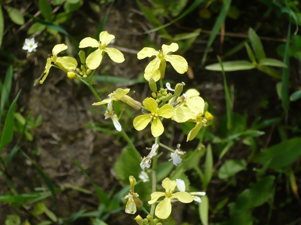 Image of Raphanus raphanistrum specimen.