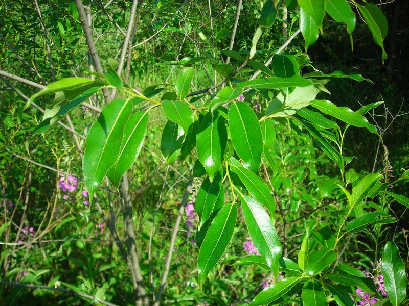 Image of Salix pentandra specimen.