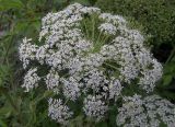 род Heracleum