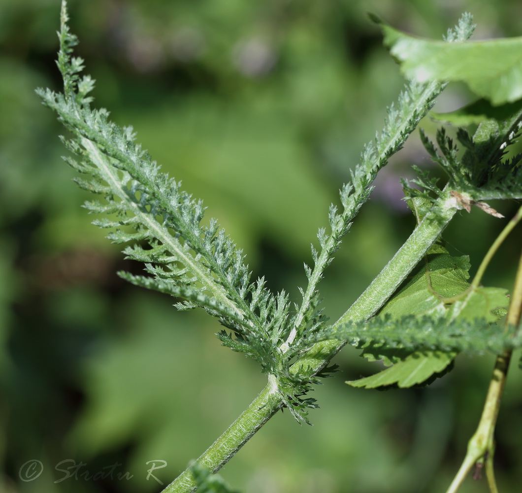 Image of Achillea millefolium specimen.