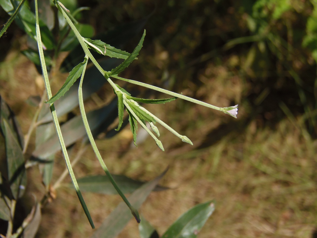 Изображение особи Epilobium tetragonum.