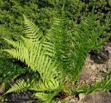Dryopteris filix-mas. Спороносящее растение. Германия, г. Дюссельдорф, Ботанический сад университета. 03.06.2014.