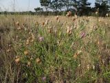 Centaurea borysthenica