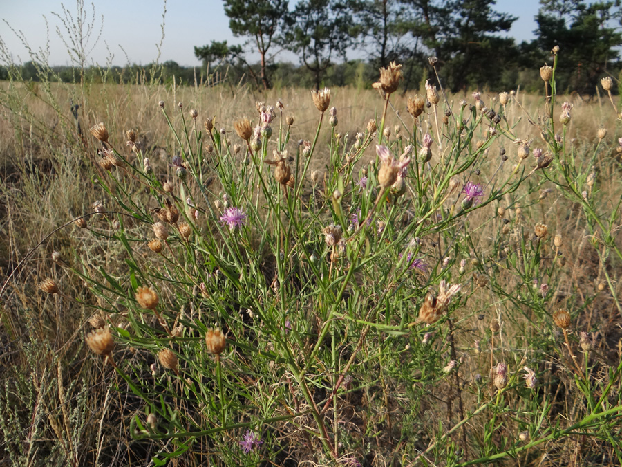 Изображение особи Centaurea borysthenica.