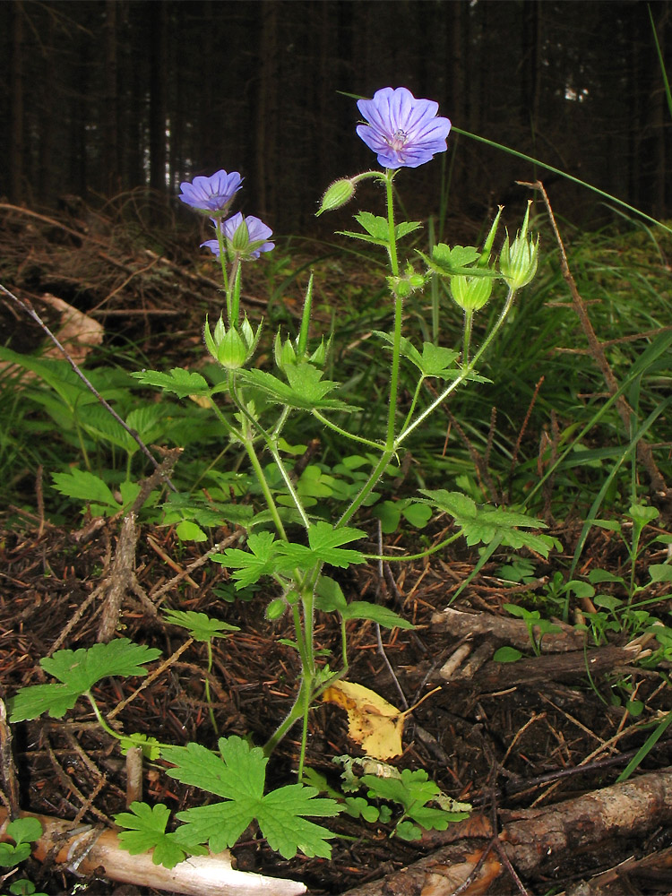 Изображение особи Geranium bohemicum.