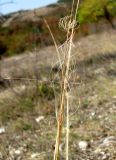 Stipa capillata