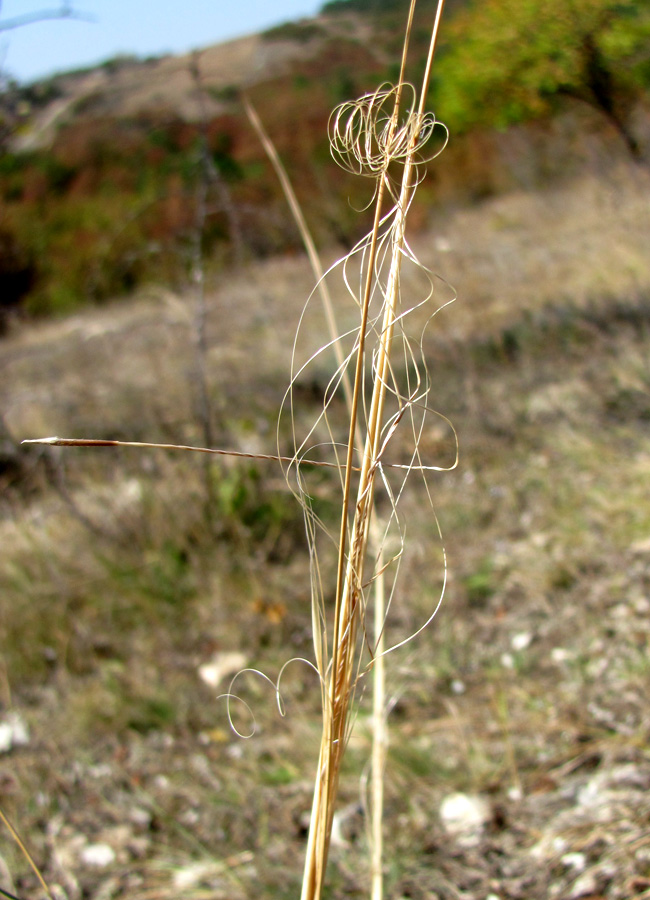 Изображение особи Stipa capillata.