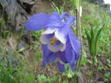 Aquilegia sibirica. Цветок и плод. Восточный Казахстан, Южный Алтай, хр. Сарымсакты, пер. Бурхат, ≈ 1900 м н.у.м. 3 июля 2012 г.