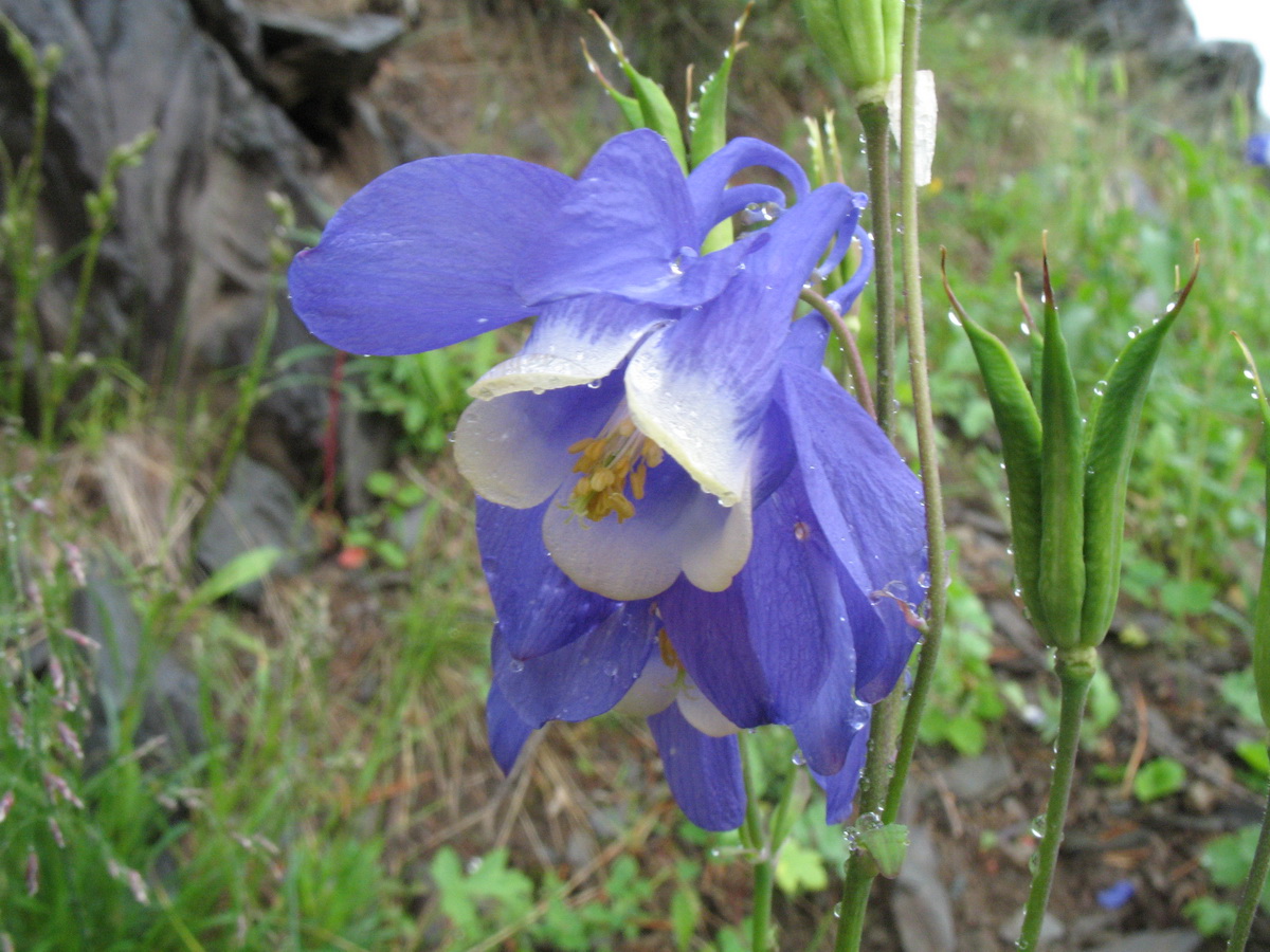 Изображение особи Aquilegia sibirica.