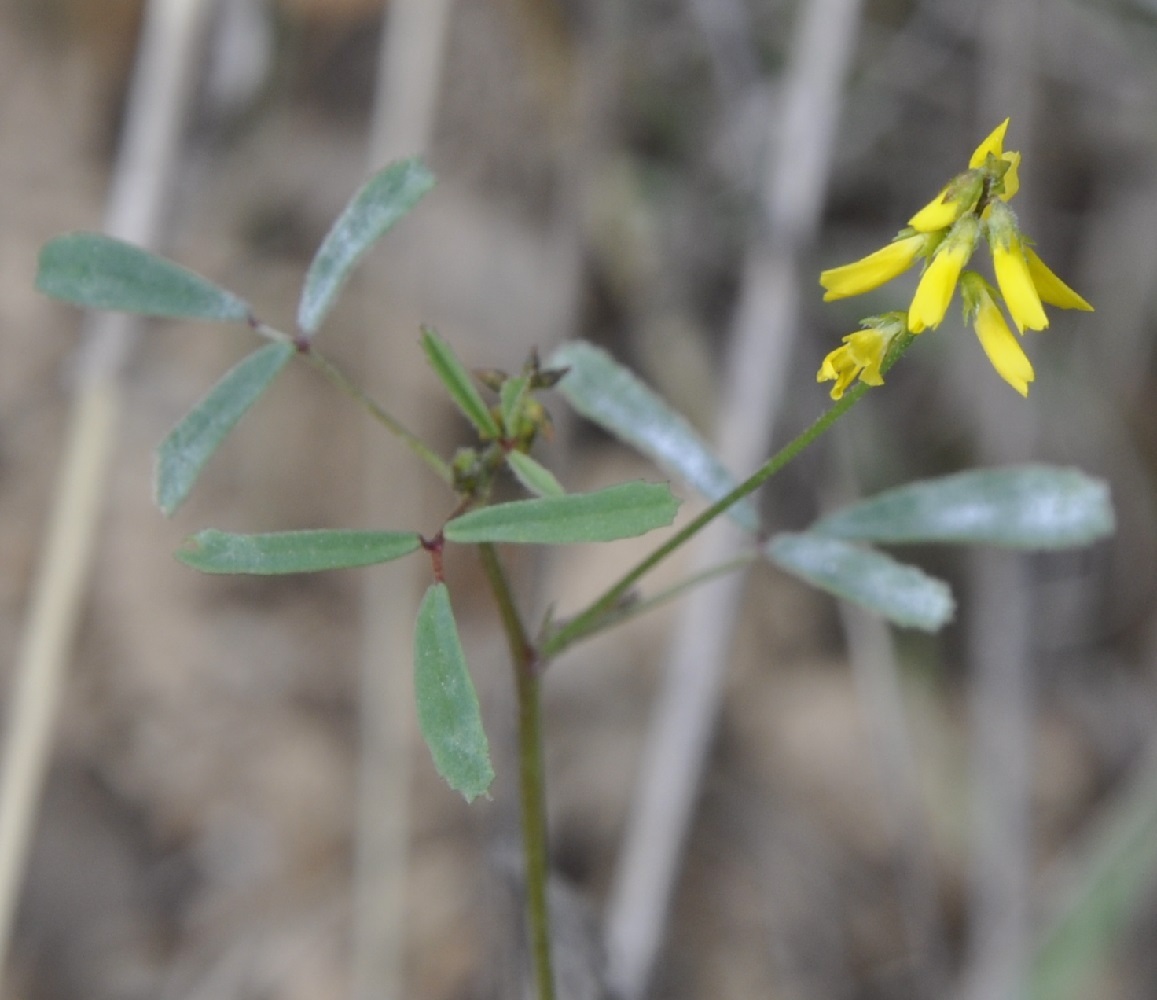 Image of Melilotus neapolitanus specimen.