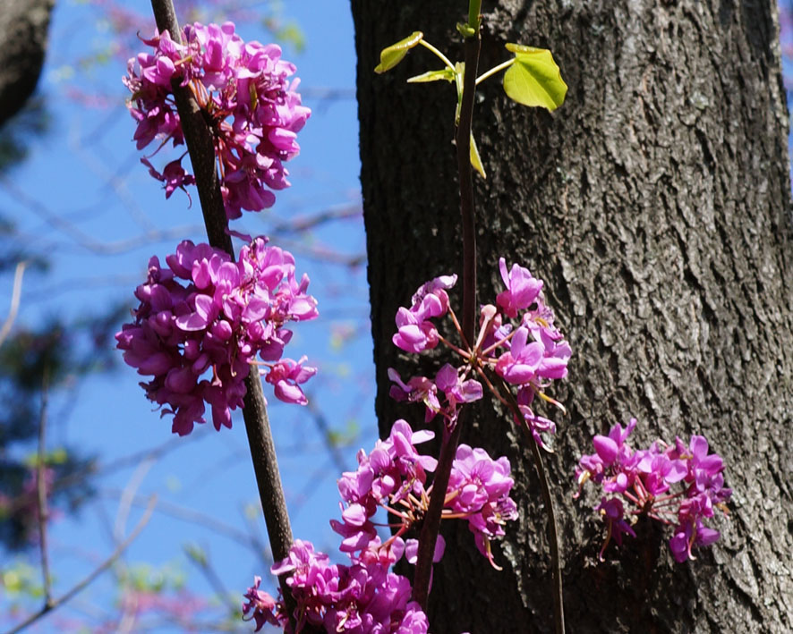 Image of Cercis canadensis specimen.