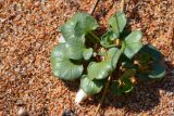 Calystegia soldanella