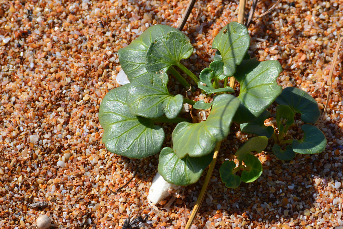 Image of Calystegia soldanella specimen.