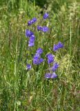Campanula persicifolia. Цветущее растение. Московская обл., Раменский р-н, окр. ж.-д. платформы Хрипань, просека под ЛЭП. 20.06.2014.